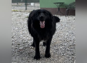 Mika eine große gutmütige Hündin