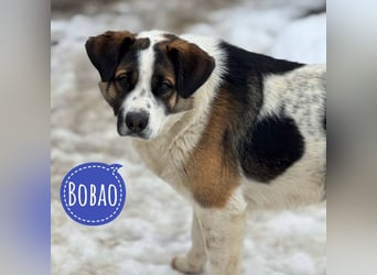 Bobao ein toller Bub