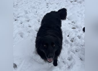 Mika eine große gutmütige Hündin