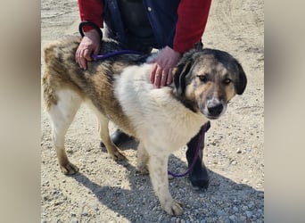 Nado ein großer Teddybär