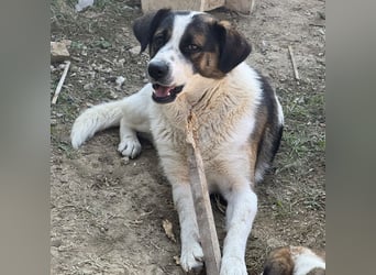 Bobao ein toller Bub