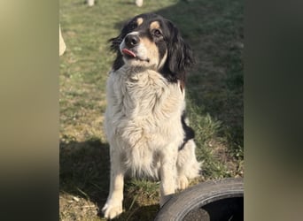 Romeo ein Menschenliebender