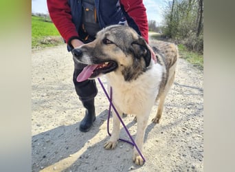 Nado ein großer Teddybär