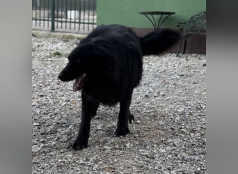 Mika eine große gutmütige Hündin