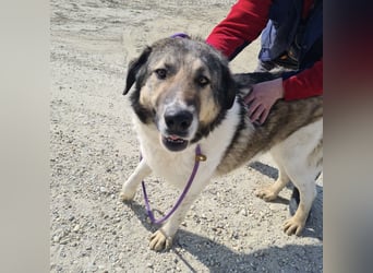 Nado ein großer Teddybär