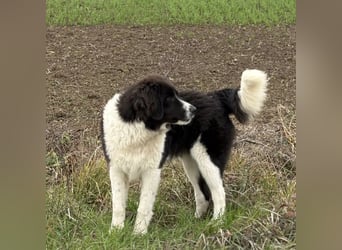 Kura - ein großes Hundekind