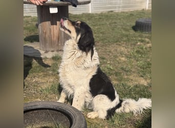 Romeo ein Menschenliebender