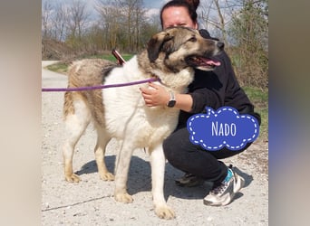 Nado ein großer Teddybär