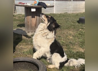 Romeo ein Menschenliebender