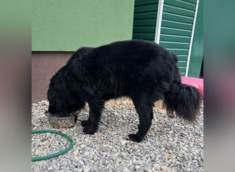 Mika eine große gutmütige Hündin