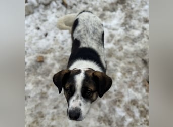 Bobao ein toller Bub