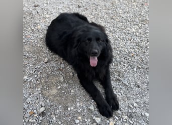 Mika eine große gutmütige Hündin