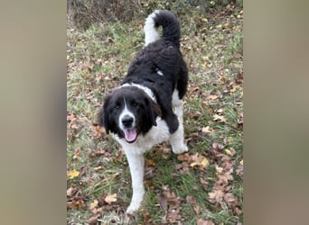 Kura - ein großes Hundekind