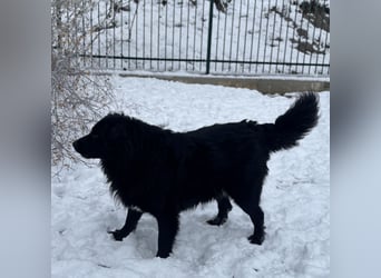 Mika eine große gutmütige Hündin