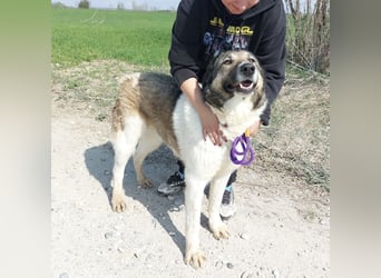 Nado ein großer Teddybär