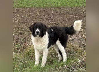 Kura - ein großes Hundekind