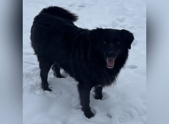 Mika eine große gutmütige Hündin