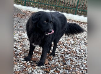 Mika eine große gutmütige Hündin