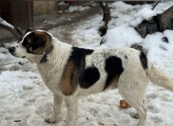 Bobao ein toller Bub