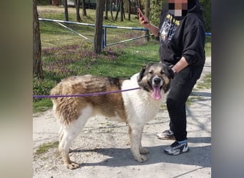 Nado ein großer Teddybär