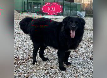Mika eine große gutmütige Hündin