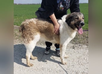 Nado ein großer Teddybär