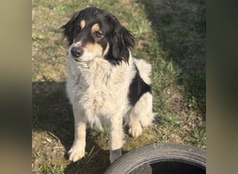 Romeo ein Menschenliebender