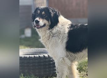 Romeo ein Menschenliebender