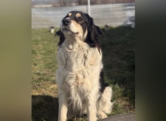 Romeo ein Menschenliebender