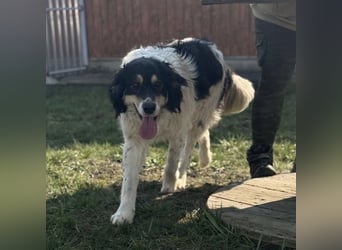 Romeo ein Menschenliebender