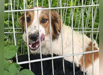 Rüde ♥Amon♥ braucht Liebe, Vertrauen und Erfahrung damit es viel Liebe zurück gibt