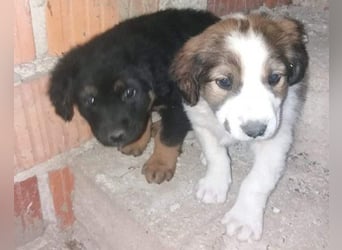 Rüde ♥Amon♥ braucht Liebe, Vertrauen und Erfahrung damit es viel Liebe zurück gibt