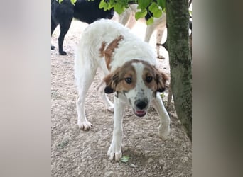 Amon ♥️ braucht Liebe, Vertrauen und Erfahrung damit es viel Liebe zurück gibt