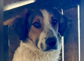 Amon ♥️ braucht Liebe, Vertrauen und Erfahrung damit es viel Liebe zurück gibt