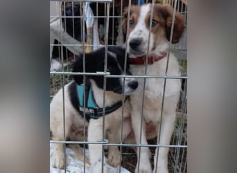 Amon ♥️ braucht Liebe, Vertrauen und Erfahrung damit es viel Liebe zurück gibt