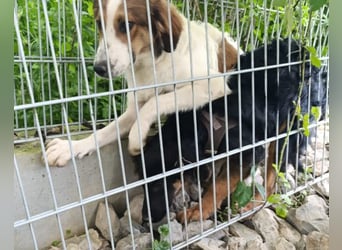 Amon ♥️ braucht Liebe, Vertrauen und Erfahrung damit es viel Liebe zurück gibt