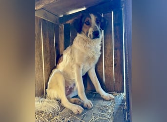 Amon ♥️ braucht Liebe, Vertrauen und Erfahrung damit es viel Liebe zurück gibt