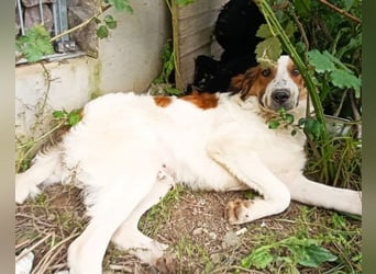 Amon ♥️ braucht Liebe, Vertrauen und Erfahrung damit es viel Liebe zurück gibt