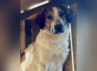 Amon ♥️ braucht Liebe, Vertrauen und Erfahrung damit es viel Liebe zurück gibt