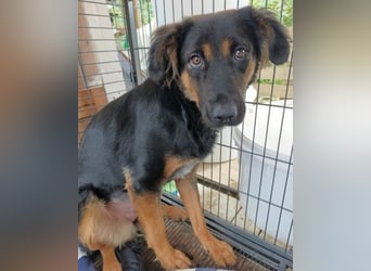 Kleine schüchterne Vaiana sucht Liebe, Vertrauen und Treue