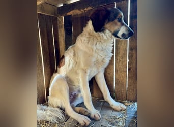 Tornjak-Mix-Jungrüde ♥Amon♥ braucht Liebe, Verständnis und Erfahrung
