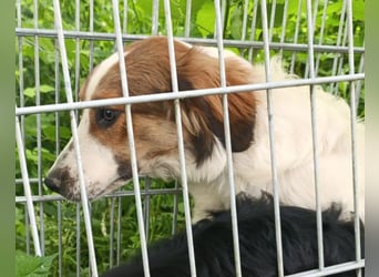 Amon ♥️ braucht Liebe, Vertrauen und Erfahrung damit es viel Liebe zurück gibt