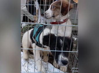 Amon ♥️ braucht Liebe, Vertrauen und Erfahrung damit es viel Liebe zurück gibt