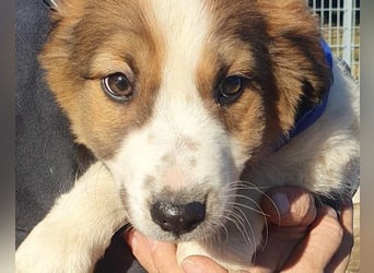 Amon ♥️ braucht Liebe, Vertrauen und Erfahrung damit es viel Liebe zurück gibt