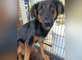 Kleine schüchterne Vaiana sucht Liebe, Vertrauen und Treue