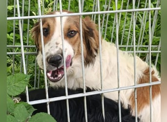 Amon ♥️ braucht Liebe, Vertrauen und Erfahrung damit es viel Liebe zurück gibt