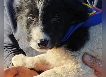 Sammy- jung, noch schüchtern - sucht seine feste Bindung