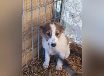 Amon ♥️ braucht Liebe, Vertrauen und Erfahrung damit es viel Liebe zurück gibt