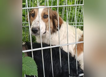 Amon ♥️ braucht Liebe, Vertrauen und Erfahrung damit es viel Liebe zurück gibt