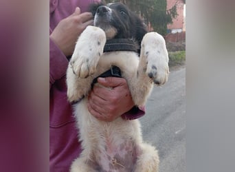 Sammy- jung, noch schüchtern - sucht seine feste Bindung